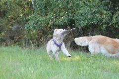 IMG_7578-Kopie